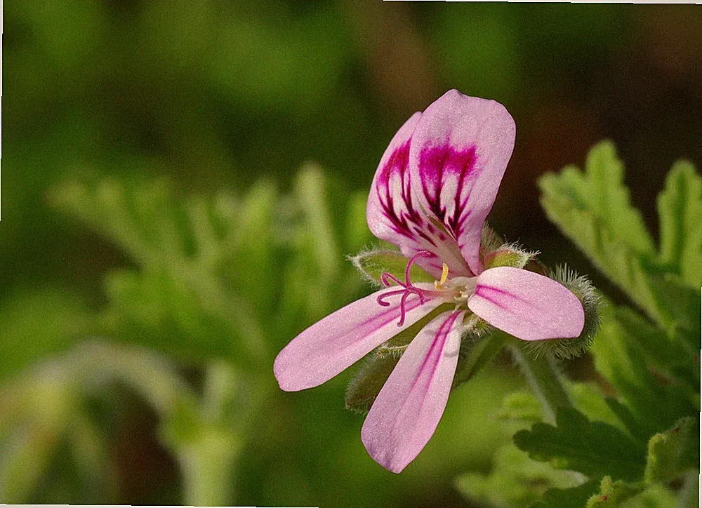 Pure Rose Geranium Essential Oil. Essence Extract. Rose Perfume Oil